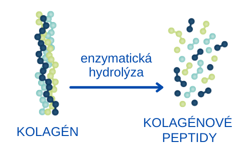 kolagenove peptidy